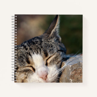 Carnet spiral de chats couchés