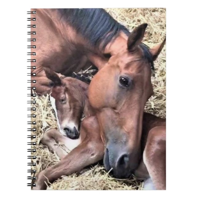 Carnet spiral de cheval et de poulal (Devant)
