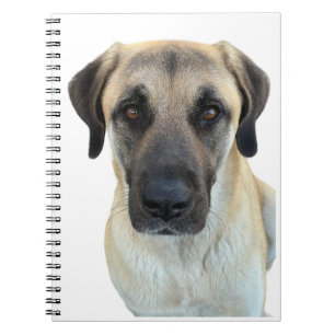 Carnet spiral de chien berger anatolien