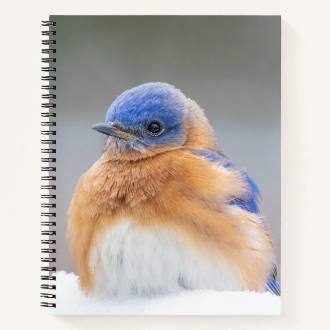Carnet Spiral de l'Est Bluebird Bird Office (Devant)