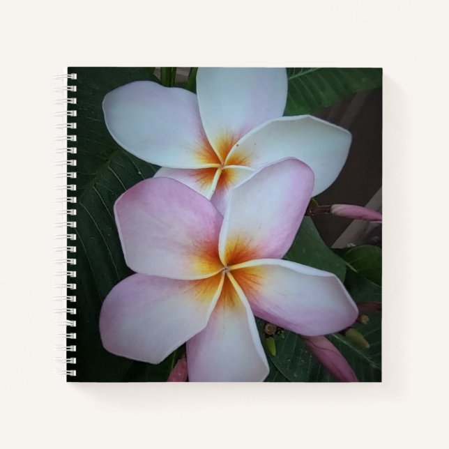 Carnet Spiral Plumeria rose (Devant)
