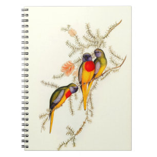 Carnet Splendide Parakeet Grass-Parakeet, Vintage