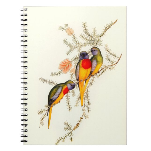 Carnet Splendide Parakeet Grass-Parakeet, Vintage (Devant)
