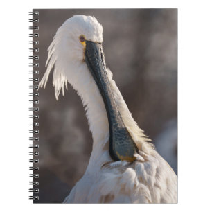 Carnet Spoonbill eurasien