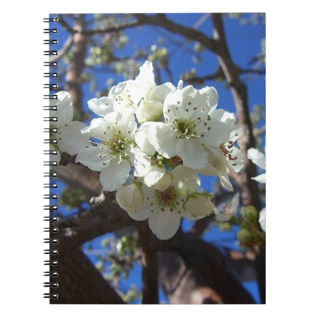 Carnet Spring Flowering Pear Tree (Devant)
