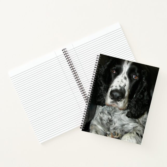Carnet Springer Spaniel anglais noir et blanc (Intérieur)
