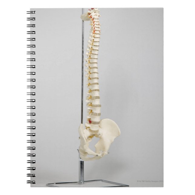 Carnet Squelette chiropratique (Devant)