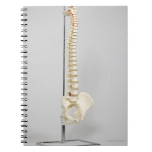 Carnet Squelette de chiropractie