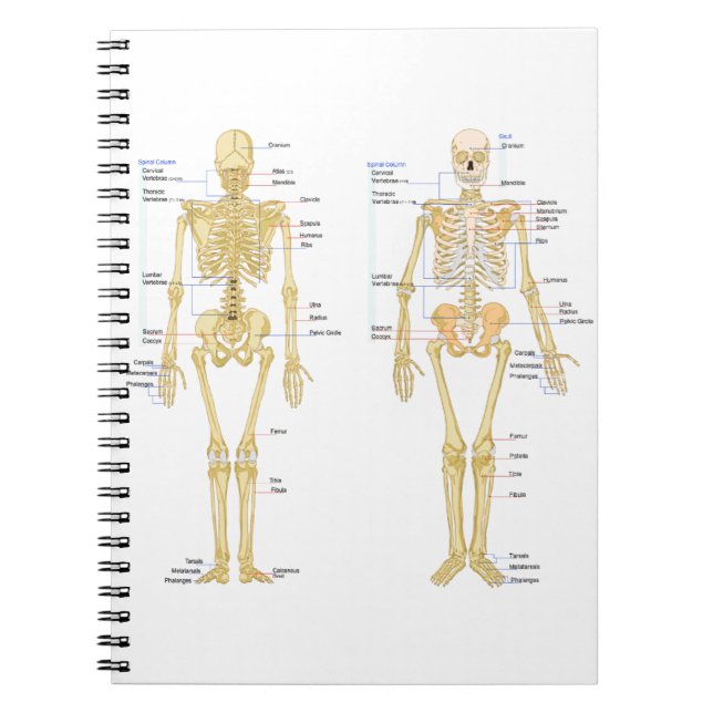 Carnet Squelette humain marqué diagramme d'anatomie (Devant)