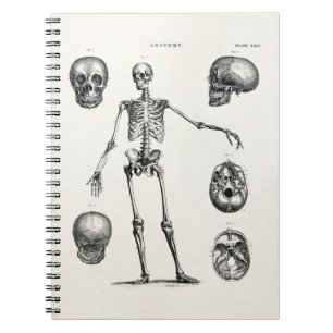 Carnet Squelettes antiques squelettiques d'anatomie de