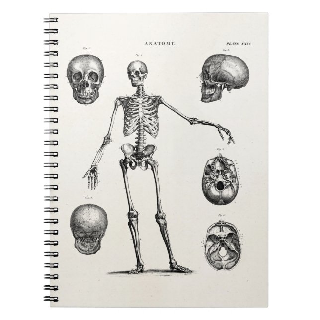 Carnet Squelettes antiques squelettiques d'anatomie de (Devant)