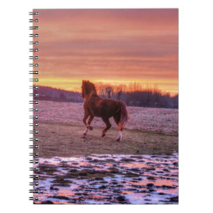 Carnet Stallion à la maison au coucher du soleil sur le R
