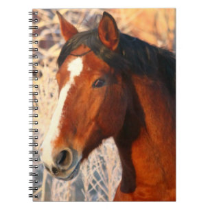 Carnet Stallion Horse