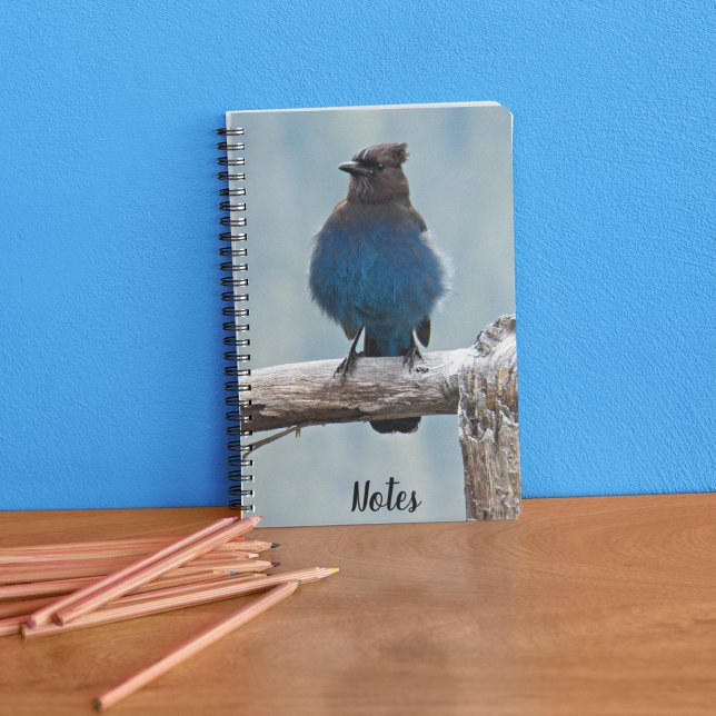 Carnet Steller's Jay Nature Photo (In Situ)