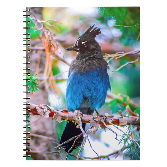 Carnet Steller's Jay - Photographie originale (Devant)