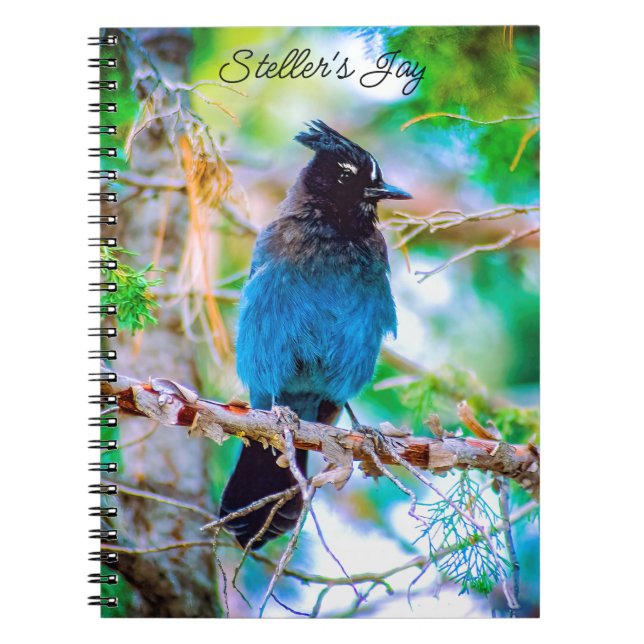 Carnet Steller's Jay - Photographie originale (Devant)
