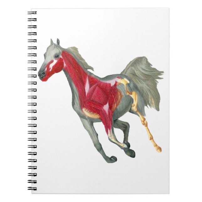 Carnet Structure interne de cheval (Devant)