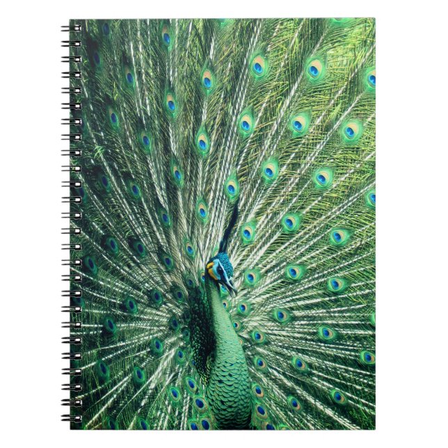 Carnet Strut Peacock (Devant)