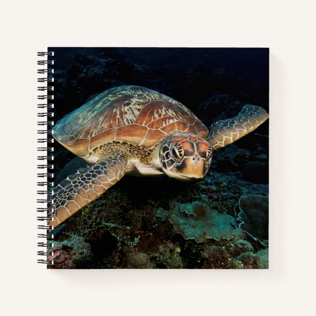 Carnet Sulawesi | Tortue marine verte (Devant)