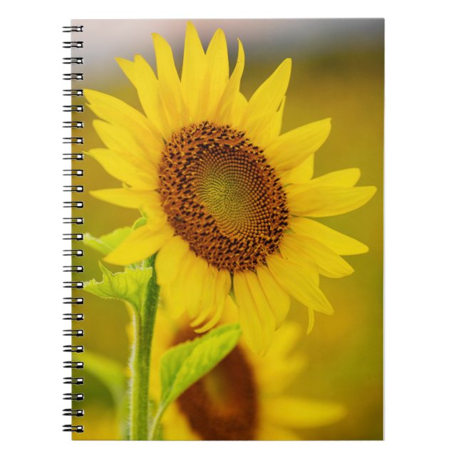 Carnet Sunflower (Devant)