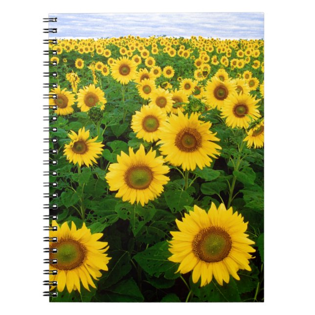 Carnet SuNFLoWER (Devant)