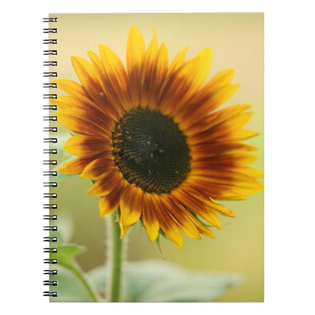 Carnet Sunflower du jardin (Devant)