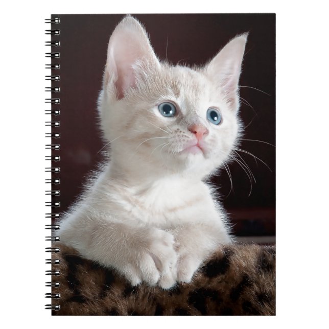 Carnet Super mignon Kitten blanc (Devant)