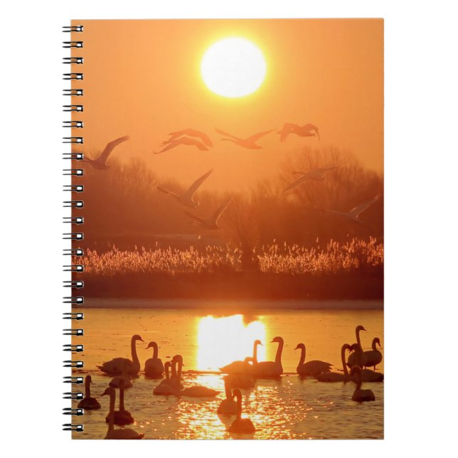 Carnet Swans dans le lac au coucher du soleil (Devant)