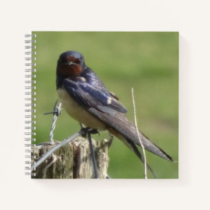 Carnet Sympa Watching Barn Swallow Birdwatch Nobook