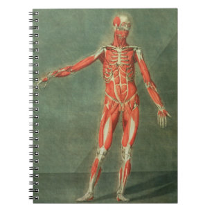 Carnet Système musculaire superficiel de l'avant de la B