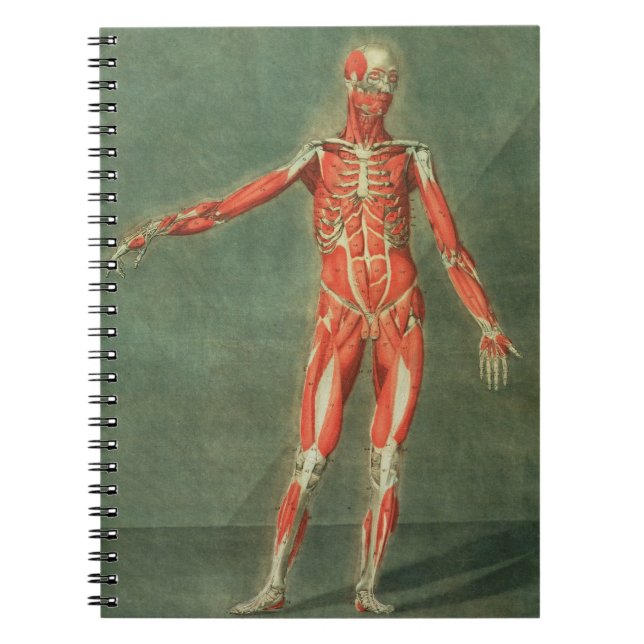 Carnet Système musculaire superficiel de l'avant de la BO (Devant)