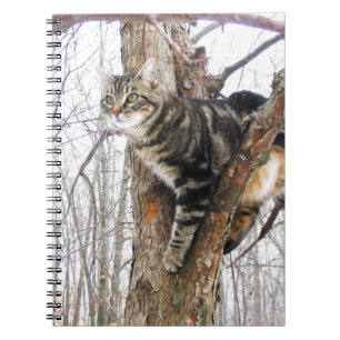 Carnet Tabby Cat