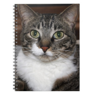 Carnet Tabby Cat Pet Animal Photographie