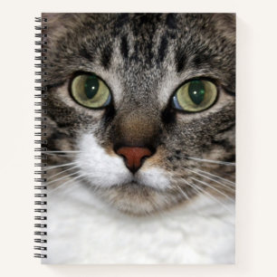 Carnet Tabby Cat Pet Animal Visage Photographie
