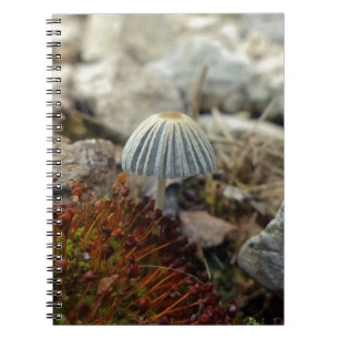 Carnet Tabouret minuscule