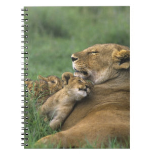 Carnet Tanzanie, cratère de Ngorongoro. Mère lionne afric