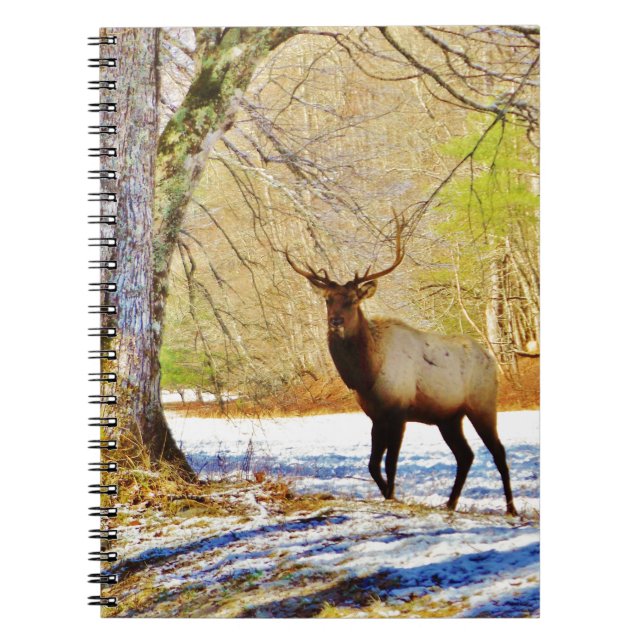 Carnet > Taureau frontal en Neige (Devant)