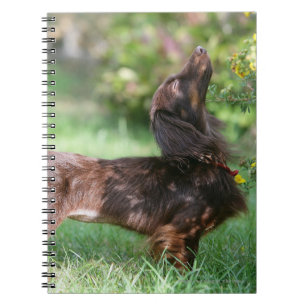 Carnet Teckel miniature aux cheveux longs 1