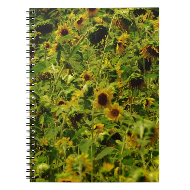 Carnet Terrain de tournesol (Devant)