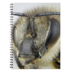 Carnet Tête d'abeille