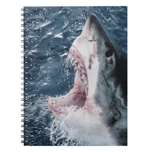 Carnet Tête de grand requin blanc (Devant)
