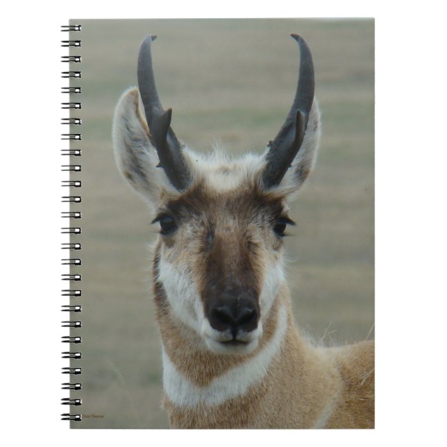 Carnet Tête de jeune buck d'antilope pronghorn A30 (Devant)