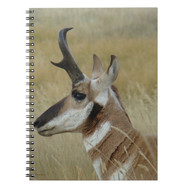 Carnet Tête de jeune buck d'antilope pronghorn A4 de prof (Devant)