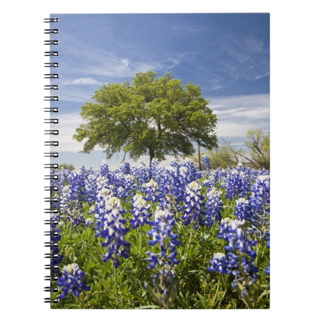 Carnet Texas bluebonnets (lupinus texensis) et chêne (Devant)