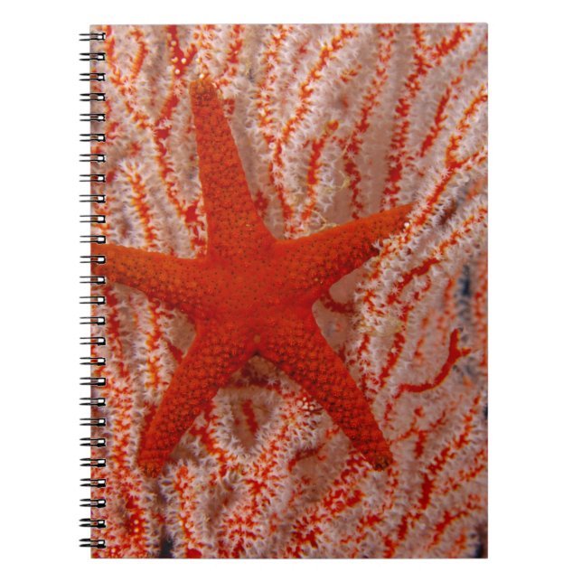 Carnet Thaïlande, étoile de mer (Devant)