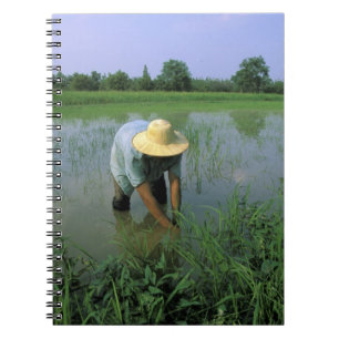 Carnet Thaïlande, Sukhothai. Riziculteur. MR.