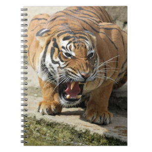 Carnet Tiger_2015_0156