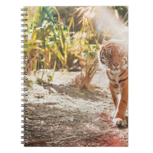 CARNET TIGER BROWN DANS LE GESTE DE MARCHE