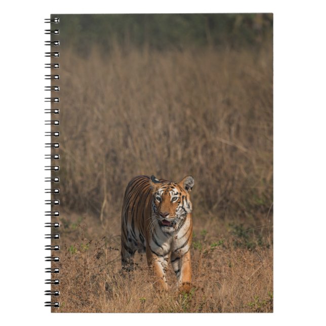 CARNET TIGER PORTRAIT (Devant)