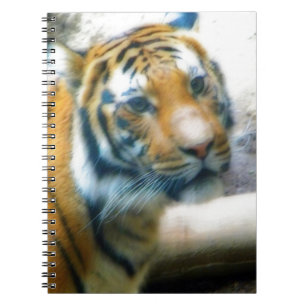 Carnet Tigre